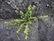 Galium parisiense: Mannheim, 06.05.2009 (Foto: Günther Blaich)