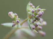 Die Knospen stehen in lockeren, anfangs engen Büscheln. Knospen und Blüten sind häufig rot oder violett. (Bild: W. Wohlers, JKI)