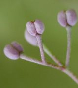 Aufgrund der Farben ist Galium parisiense kaum mit anderen Galium-Arten zu verwechseln. (Bild: W. Wohlers, JKI)