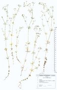 Galium pumilum: Frankreich, Auvergne, Cezallier, westl. Le Saillant (Herb. Wisskirchen) (Foto: Rolf Wißkirchen)