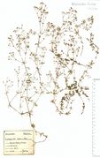 Galium pumilum: Westeifel, Hohes Venn, Montjoie, leg. F. Wirtgen (Herb. NHV) (Foto: NHV Bonn)