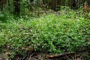 Galium rotundifolium: Galium rotundifolium (Foto: Arne Beck)