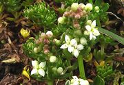 Galium saxatile: Blüten von nahem. Osteifel, Virneburg, 10.05.2007 (Foto: Rolf Wißkirchen)