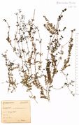 Galium saxatile: Saarland, Merziger Wald, leg. Schuhler (Herb. NHV) (Foto: NHV Bonn)