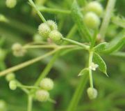 Die Früchte sind kleiner als bei Galium aparine und meistens grün. (Bild: Arno Littmann, JKI)