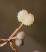 Die Borsten auf den Samen sind typisch für Galium spurium subsp. infestum. (Bild: W. Wohlers, JKI)