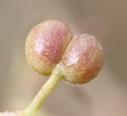 Früchte von ssp. spurium tragen keine Borsten, hier aber wenige Haaren. (Bild: W. Wohlers, JKI)