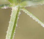 Streckt sich der Stängel, dann stehen die Widerhaken weiter aus einander, hier bei ssp. spurium. (Bild: W. Wohlers, JKI)