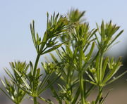 Triebe von G. spurium ssp. spurium, die von ssp. infestum nicht zu unterscheiden sind. (Bild: W. Wohlers, JKI)