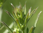 Die Knospen an der Triebspitze, hier von ssp spurium. (Bild: W. Wohlers, JKI)