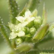 Die nur knapp 2 mm großen Blüten sind grünlich-weiß, hier von ssp. spurium. (Bild: W. Wohlers, JKI)