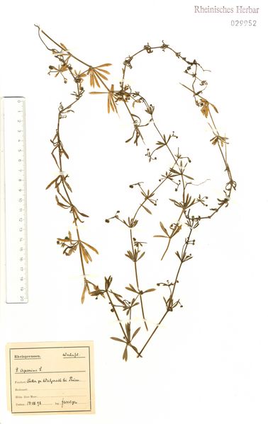 Datei:Galium spurium var echinospermum 6 Eifel Prümenich F Wirtgen Herb NHV (NHV Bonn).jpg
