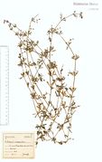 Galium spurium var. echinospermum: Bonn-Kessenich, leg. F. Wirtgen (Herb. NHV) (Foto: NHV Bonn)