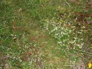 Galium sterneri: Pflanzen in einem Magerrasen. Sylt, Nordteil, 13.07.2003 (Foto: Rainer Borcherding)