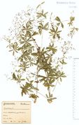 Galium sylvaticum: Eifel, Hohe Acht, leg. F. Wirtgen (Herb. NHV) (Foto: NHV Bonn)