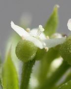 Die Blüte hat nur einen Durchmesser von 2 mm. (Bild: W. Wohlers, JKI)