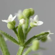 Reifende Samen, Knospen und Blüten zusammen aus einem Blattwirtel. (Bild: W. Wohlers, JKI)