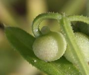 Die Frucht von der Seite mit einer kleinen, verkümmerten Frucht; es ist kein Vorblatt. (Bild: W. Wohlers, JKI)