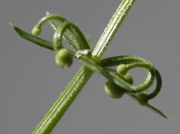 Ein Blütenstand hat jeweils drei Blüten, deren Stiele sind heruntergebogen wie Hörner. (Bild: W. Wohlers, JKI)