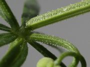 Fruchtstiele wie Stängel tragen nach unten gebogene Borstenhaare, Widerhaken. (Bild: W. Wohlers, JKI)