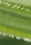 Die Stängel sind leicht geflügelt mit Borstenhaaren, die manchmal in drei Reihen stehen. (Bild: W. Wohlers, JKI)