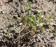 Junge Triebe. Knospen sind noch nicht zu sehen. (Bild: W. Wohlers, JKI)