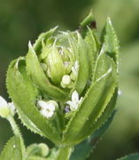 Knospen versteckt zwischen den Blättern. (Bild: W. Wohlers, JKI)