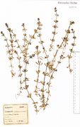 Galium tricornutum: Westeifel, Jünkerath, leg. F. Wirtgen (Herb. NHV) (Foto: NHV Bonn)