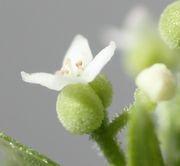 Unter einer Blüte befinden sich immer zwei Samenanlagen. (Bild: W. Wohlers, JKI)