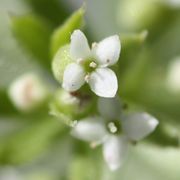Die Antheren verfärben sich ins Rötliche; der Pollen ist jetzt weiß. (Bild: W. Wohlers, JKI)
