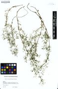 Galium truniacum: Bayern, Gebersberg, leg. Eberlein (Herb. M) (Foto: Bot. Staatssammlung München)