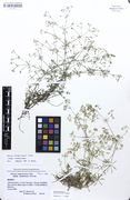 Galium valdepilosum: Bayern, Oberfranken, bei Behringsmühle, leg. Lippert & Merxmüller (Herb. M) (Foto: Bot. Staatssammlung München)
