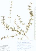 Galium verrucosum: Westfalen, Porta Westfalica-Kleinenbremen, leg. K. Fahrenholtz (Herb. MSTR) (Foto: Rolf Wißkirchen)