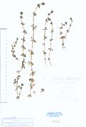Galium verrucosum: Spanien, Malaga, leg. E.-M. Wentz (Herb. MSTR) (Foto: Rolf Wißkirchen)