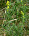 Galium verum 0 (G. Nitter).jpg