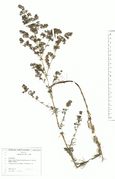 Galium verum: Osteifel, bei Volkesfeld, magere Wiese (Herb. Wisskirchen) (Foto: Rolf Wißkirchen)