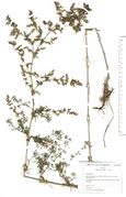 Galium verum: Hochwüchsige Form. Bayern, Altenberg bei Bamberg, Wiesenstreifen (Herb. Wisskirchen) (Foto: Rolf Wißkirchen)
