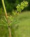 Galium verum 3 (G. Nitter).jpg