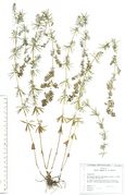 Galium wirtgenii: Nachblüher. Wiese in der Moselaue bei Wasserliesch Herb. Wisskirchen) (Foto: Rolf Wißkirchen)
