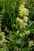 Galium x pomeranicum: Bayern, Oberfranken, Altendorf bei Bamberg, magere Wiese, 04.09.2014 (Foto: Rolf Wißkirchen)