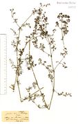 Galium x pomeranicum: Osteifel, zwischen Aremberg und Neukandel, leg. P. Wirtgen (Herb. NHV) (Foto: NHV Bonn)