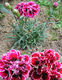 Dianthus caryophyllus, Habitus, mit gefüllten Blüten