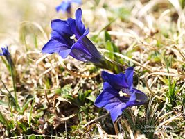 Gentiana clusii Perr. & Song.