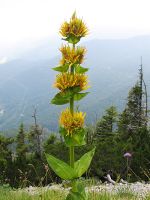 Gentiana lutea subsp. lutea