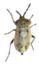 Geocoris pallens Psyche 465108d.jpg