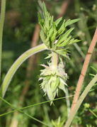 Die Knospen sind abgesenkt. (Bild: W. Wohlers, JKI)