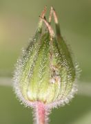 Die Kelchblätter sind mit Reihen von Drüsenhaaren besetzt. (Bild: W. Wohlers, JKI)