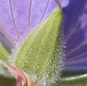 Die Kelchblätter haben drei drüsig behaarte Adern. (Bild: W. Wohlers, JKI)