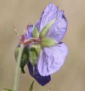 Die Kelchblätter laufen lang und spitz aus. Jeder Blütenstiel hat zwei kleine Stipulae, hier rote Blättchen. (Bild: W. Wohlers, JKI)