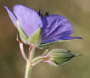 Eine Blüte von der Seite, von dunklen Antheren überragt. (Bild: W. Wohlers, JKI)